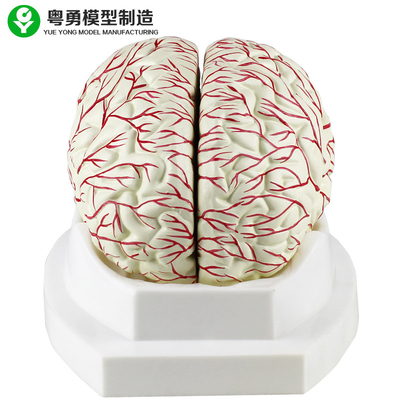 จอแสดงผลสมองมนุษย์รูปแบบการแพทย์สมองหลอดเลือดแดงสามารถแบ่งออกเป็น 8 ส่วน
