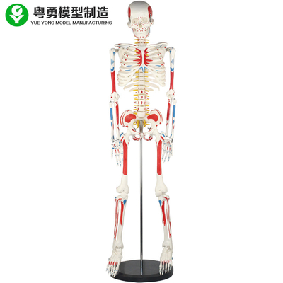 แบบจำลองโครงกระดูกร่างกายมนุษย์ / กล้ามเนื้อและแบบจำลองโครงกระดูกกายวิภาคของมนุษย์