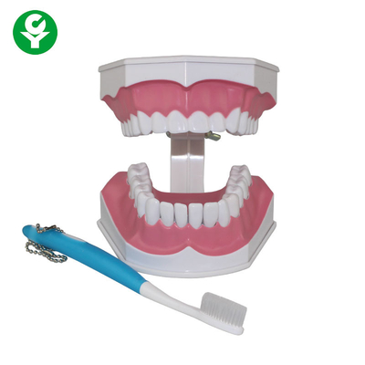 แบบจำลองฟันมนุษย์สำหรับนักศึกษาทันตแพทย์สาธิตการแปรงฟัน