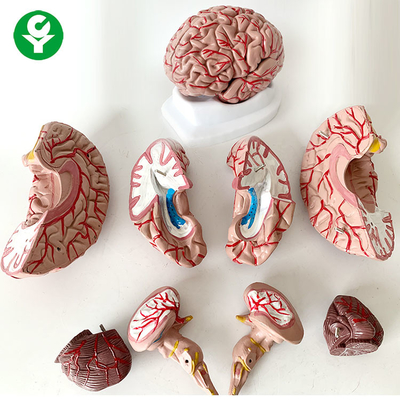 8 ชิ้นส่วนสมองกายวิภาคศาสตร์รุ่นวิทยาศาสตร์การแพทย์เรื่องมนุษย์ชีวิตขนาด 1.5 กิโลกรัม