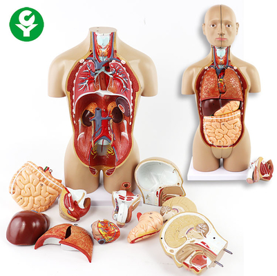 อวัยวะในร่างกายของ Unsex Torso Model ประกอบด้วยสมองหัวสมองส่วนท้ายกระเพาะอาหาร