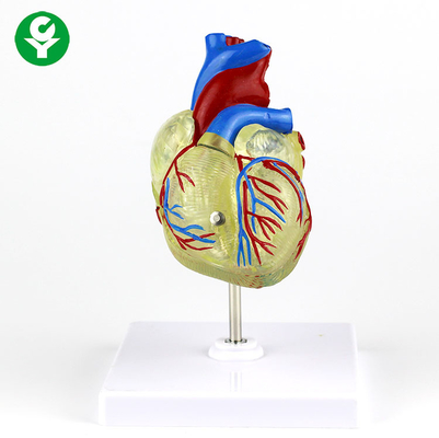 พลาสติกใสหัวใจมนุษย์ทางการแพทย์สำหรับการสาธิต