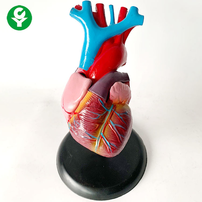 กายวิภาคศาสตร์ร่างกายมนุษย์อวัยวะรุ่น / หัวใจการฝึกอบรมอวัยวะภายในระบบอวัยวะรุ่น